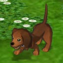 Cocoa.jpg