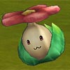 popokina.jpg