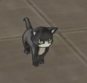 BlackCat.jpg